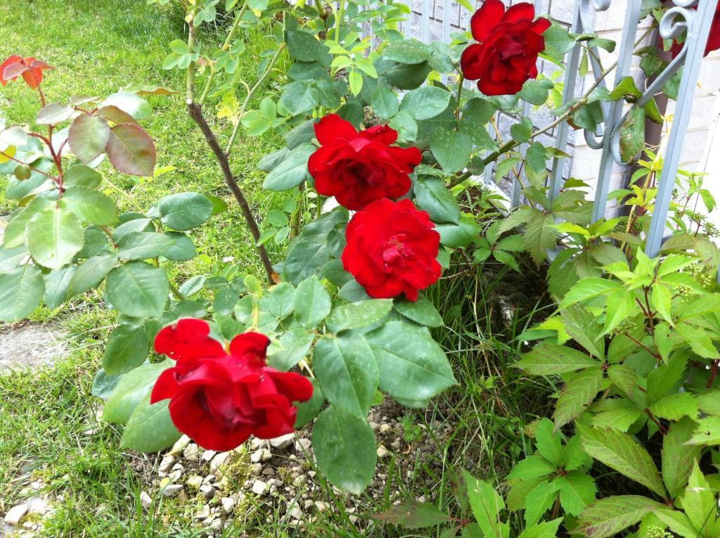 B&B Cherry En Rose Lezzeno Ngoại thất bức ảnh